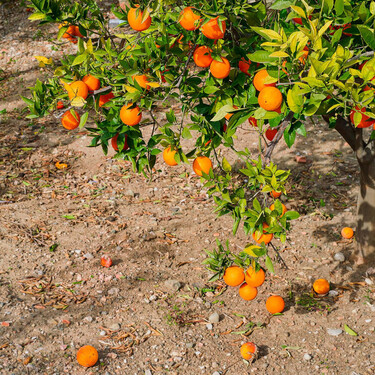 Toneladas de frutas y verduras poco rentables se están pudriendo en los campos de España: este estudio señala al culpable