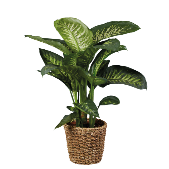 Dieffenbachia