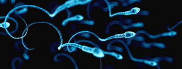 Por primera vez se consigue crear esperma en laboratorio a partir de células madre