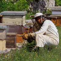Resuelto el caso de las abejas desaparecidas