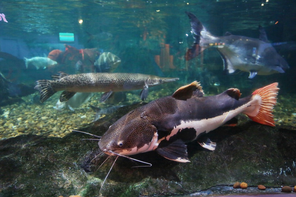 Vive en el río, es depredador y pesa hasta 99 kilos: alguien descubrió una nueva especie