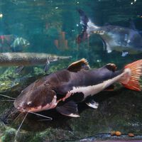 Vive en el río, es depredador y pesa hasta 99 kilos: alguien descubrió una nueva especie 