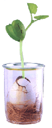 Magic Egg: la planta que sale de un huevo
