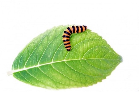 Los insectos también pueden sufrir obesidad