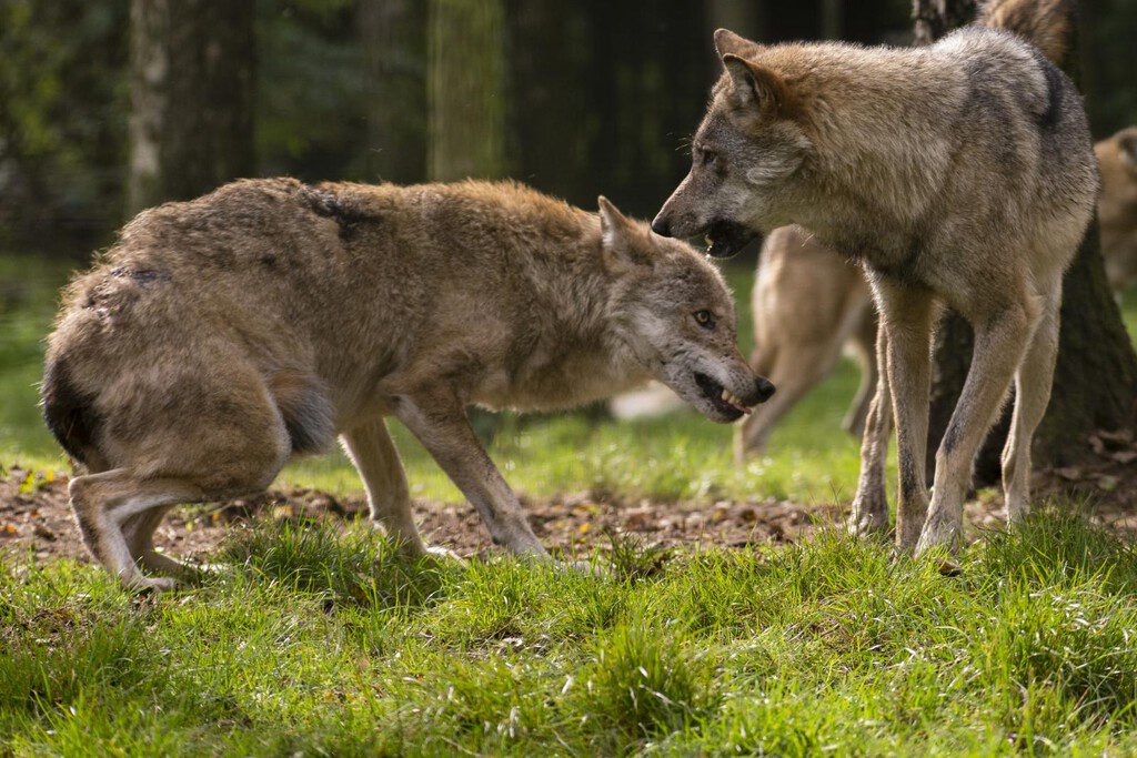 La caza del lobo en toda España dependía de un botón rojo que cambia su estatus. Y Europa ha decidido pulsarlo
