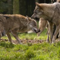 La caza del lobo en toda España dependía de un botón rojo que cambia su estatus. Y Europa ha decidido pulsarlo
