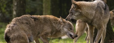 La caza del lobo en toda España dependía de un botón rojo que cambia su estatus. Y Europa ha decidido pulsarlo