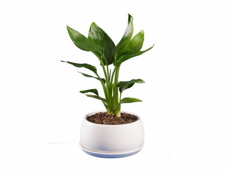 Sansevieria Strelitzia Ficus Lidl