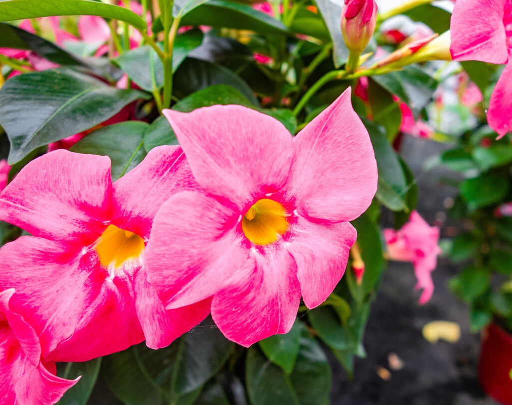 Hoy viernes 17 de abril llega a LIDL la planta trepadora con flores espectaculares que soporta bien el calor