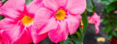 Llega a Lidl la planta trepadora con flores espectaculares que resiste bien el calor y la falta de riego