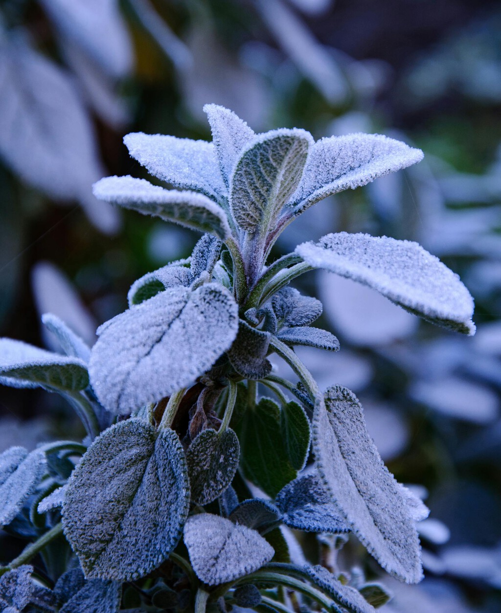 El mejor truco para proteger las plantas de tu terraza o jardín del frío y las heladas que casi nadie conoce: así puedes hacerlo 