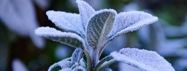 El mejor truco para proteger las plantas de tu terraza o jardín del frío y las heladas que casi nadie conoce: así puedes hacerlo 