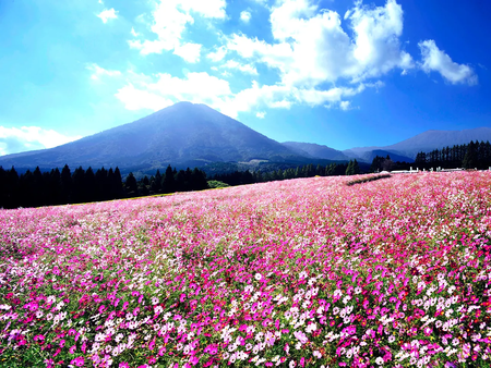 Japon Turismo Crisis Gobierno