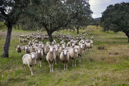 Ertg Ovejas Dehesa Tres Riveros C Turismo De Extremadura