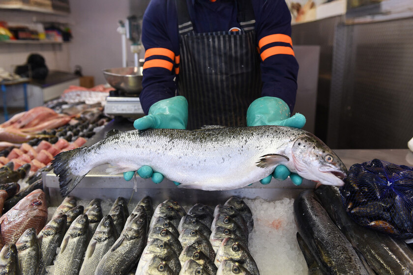 Salmon