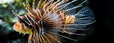 El pescado invasor que recomienda comer el chef José Andrés: es "delicioso" y conviene erradicarlo de varios mares