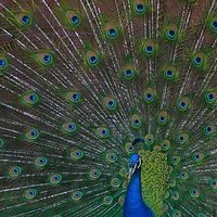 Atención, hay un narcisista en mi empresa 