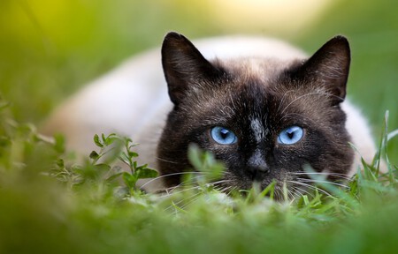 Gato siamés