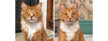 Te presentamos a Gary y Shaggy, los primeros gatos domésticos conocidos con el raro síndrome de Marfan 