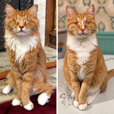 Te presentamos a Gary y Shaggy, los primeros gatos domésticos conocidos con el raro síndrome de Marfan 