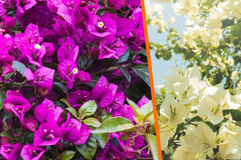 Tips de jardinería cómo hacer un abono casero para que tu bugambilia florezca esta temporada