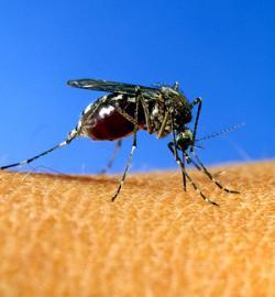 Mosquitos... ¿Sólo me pican a mí?