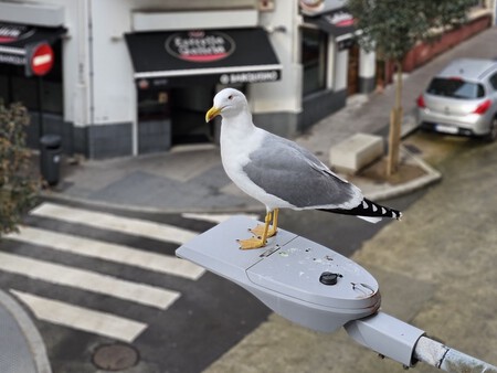 Gaviota1