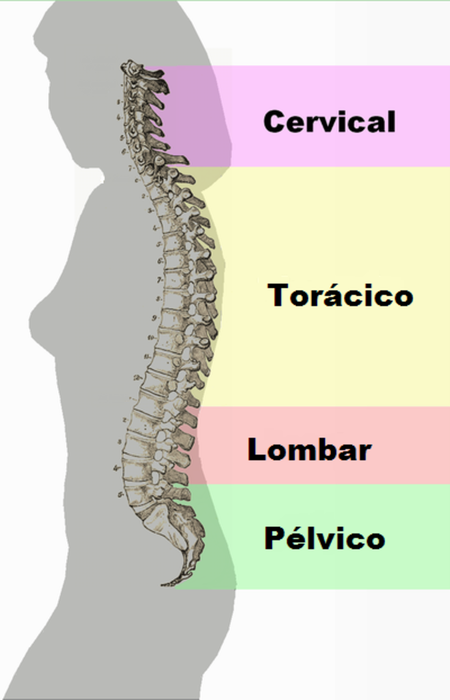 Curvaturas de la columna vertebral