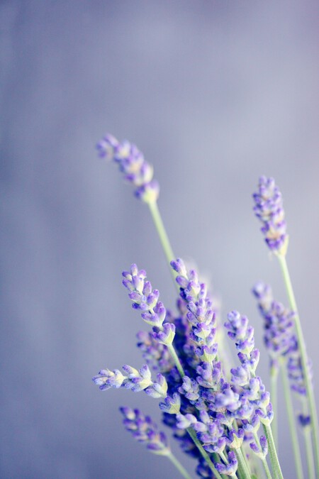lavanda