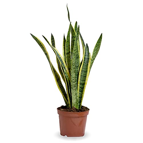 Verdecora Sanseviera | Lengua de suegra | Planta de Serpiente Sansevieria | Planta natural de interior en maceta de Ø17cm (altura total aproximada 50cm)