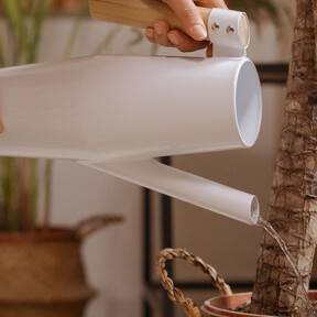 El error al regar las plantas durante una ola de calor que puede estropearlas en pocos días