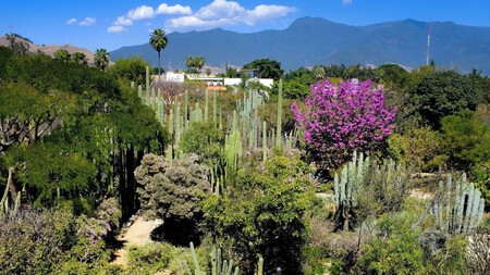 Jardin Oaxaca