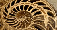 El Dorado paleontológico ha sido descubierto en Polonia