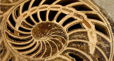 El Dorado paleontológico ha sido descubierto en Polonia