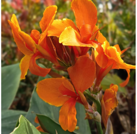 Canna Indica