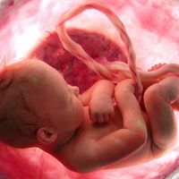 Un grupo de científicos desarrolla mini-placentas para el estudio de las primeras fases del embarazo