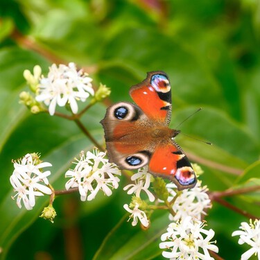 El árbol de los siete hijos es una maravilla florar incluso en los meses de frío: cómo cuidarlo y dónde colocarlo