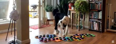 Estos perros de Instagram "hablan" con un teclado. La ciencia no lo ve tan claro