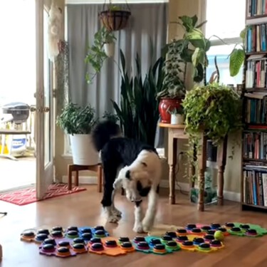 Estos perros de Instagram "hablan" con un teclado. La ciencia no lo ve tan claro