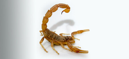 Alacran