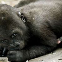 Llevar a los niños al zoo, ¿es educativo para ellos? 