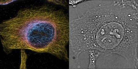 Vistas sin precedentes dentro de las células vivas gracias a microscopio 4D