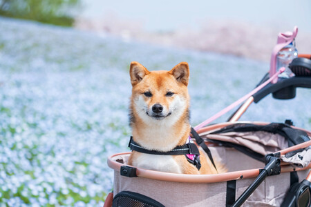 corea-cochecito-perro