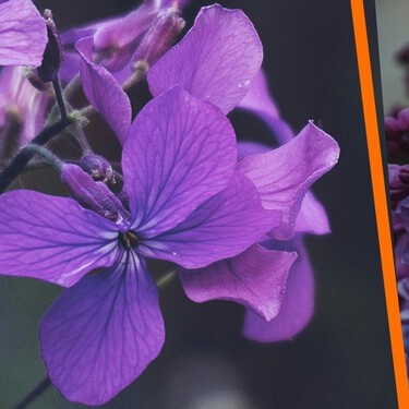 3 plantas en tonos morado para darle un toque mágico a tu casa: son muy fáciles de cuidar