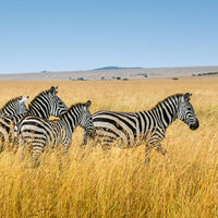 Pudimos tener 'caballos' africanos más fuertes y resistentes, pero la cebra simplemente se negó a ser domesticada