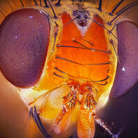 Creíamos entender el cerebro de la mosca de la fruta: un nuevo atlas neuronal demuestra que estábamos equivocados