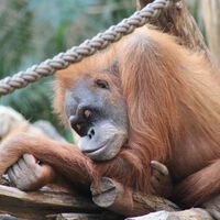 O ser humano é o primata que menos dorme. A ciência tem certeza de que somos um 'experimento evolutivo radical'