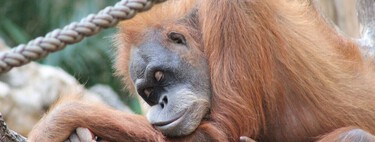 O ser humano é o primata que menos dorme. A ciência tem certeza de que somos um 'experimento evolutivo radical'