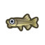Doctor fish