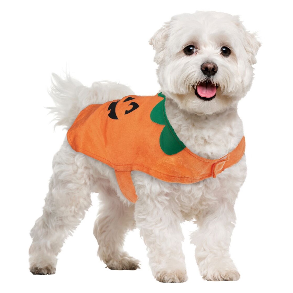 Disfraz de Halloween para perros